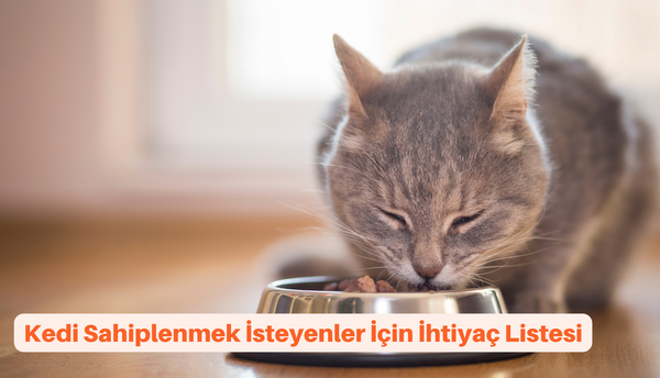 Kedi Sahiplenmek İsteyenler İçin İhtiyaç Listesi