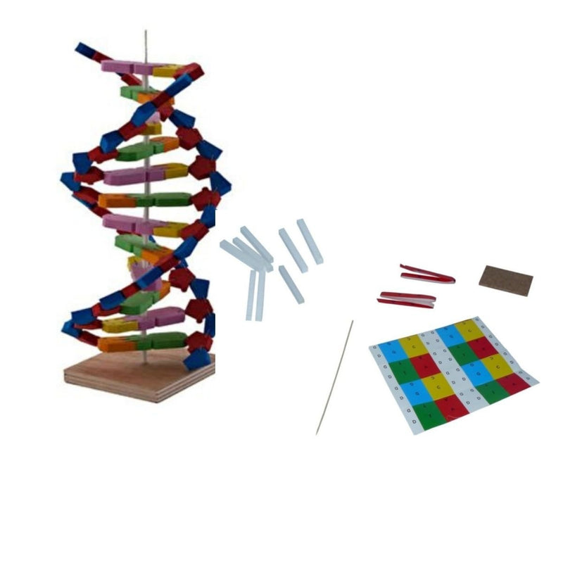 DNA Modeli Yapalım DNA Yapım Seti Biyoloji Eğitim Seti İlkokul